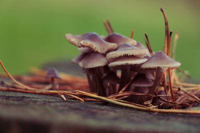 Close-up of mushroom growing on field