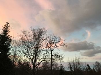 Low angle view of silhouette bare trees against sky