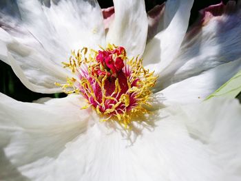 Close-up of white flowering plant