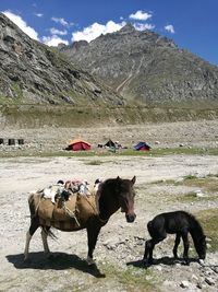 Horses in a farm