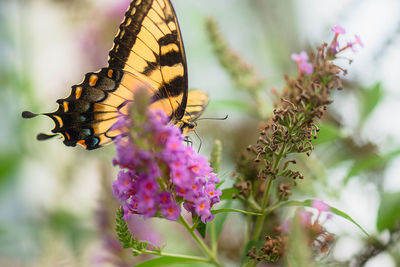 Close-up of butterfly pollinating on pink flower