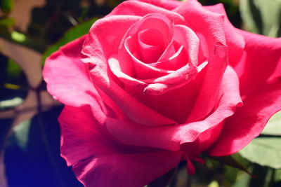 Close-up of pink rose