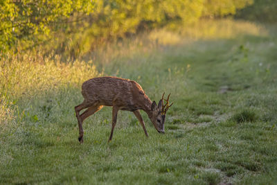 Side view of deer on field