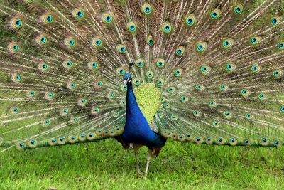 Peacock in a field