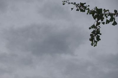 Low angle view of tree against sky