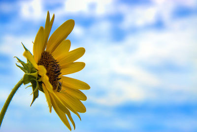 Close-up of yellow flower against sky