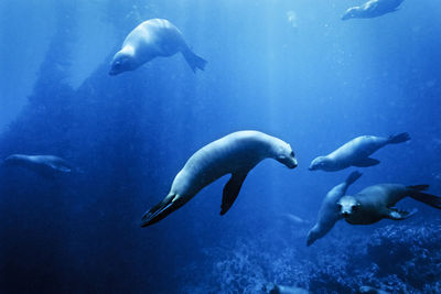 Group of young sea lions (zalophus californianus), santa barbara islan