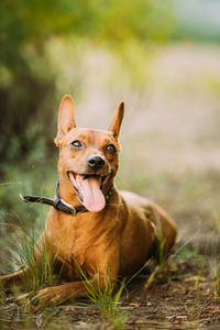 Close-up of dog