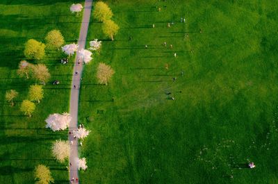 Drone view of people walking on green landscape