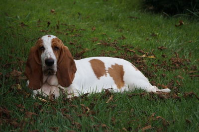 Dog lying on grass