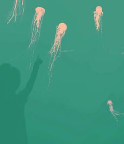 Close-up of jellyfish swimming in water