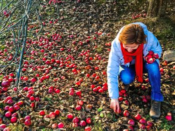 Woman picking up red apples from the ground