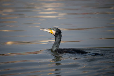 Close-up of duck swimming in lake