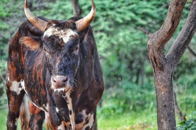 View of a cow on field