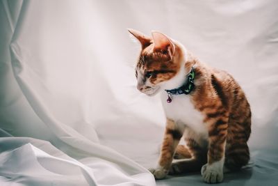 Close-up of cat on bed at home