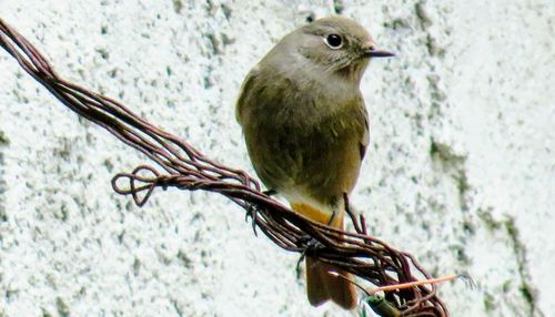 Close-up of bird perching outdoors