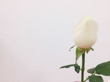 Close-up of white flower