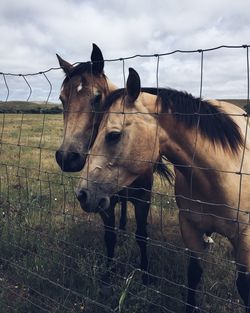 Horses on grassy field seen through metallic fence