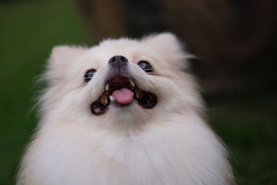 Close-up of a dog