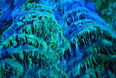 Close-up of jellyfish in sea