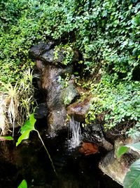 Close-up of plants growing in water