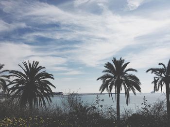 Palm trees on beach against sky