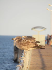 Seagull perching on wooden post in sea against sky