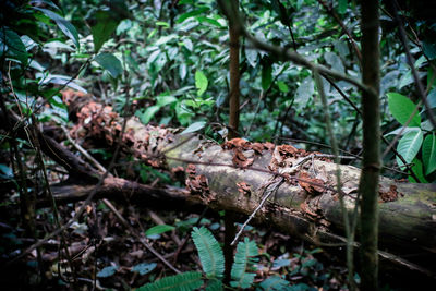 Close-up of a reptile in a forest