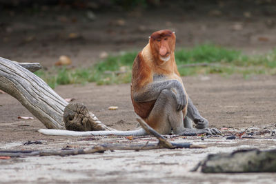 Portrait of proboscis monkey sitting on field