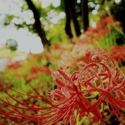 Close-up of red flower