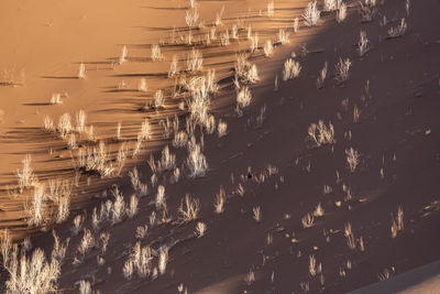 View from nature and landscapes of dasht e lut or sahara desert with tamarisk trees . middle east