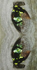 Close-up of tree trunk