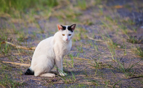 Portrait of cat sitting on field