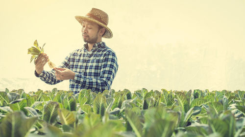 Male farmer examining crops growing in greenhouse