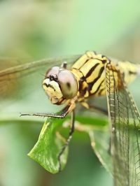 Close-up of butterfly