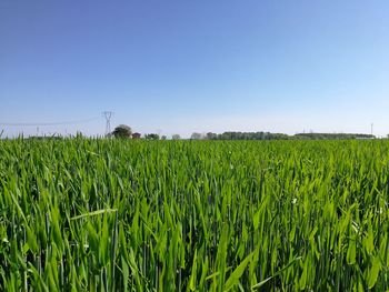 Scenic view of agricultural field against clear sky