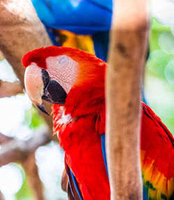 Close-up of parrot perching