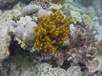 Close-up of coral in sea