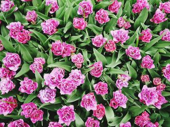 Full frame shot of pink flowers blooming outdoors