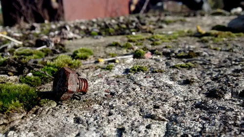 Close-up of plant in field