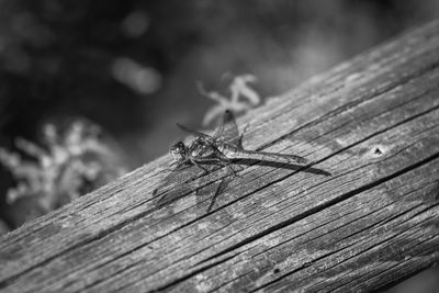 Close-up of insect on wood