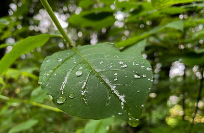 Close-up of wet plant leaves during rainy season
