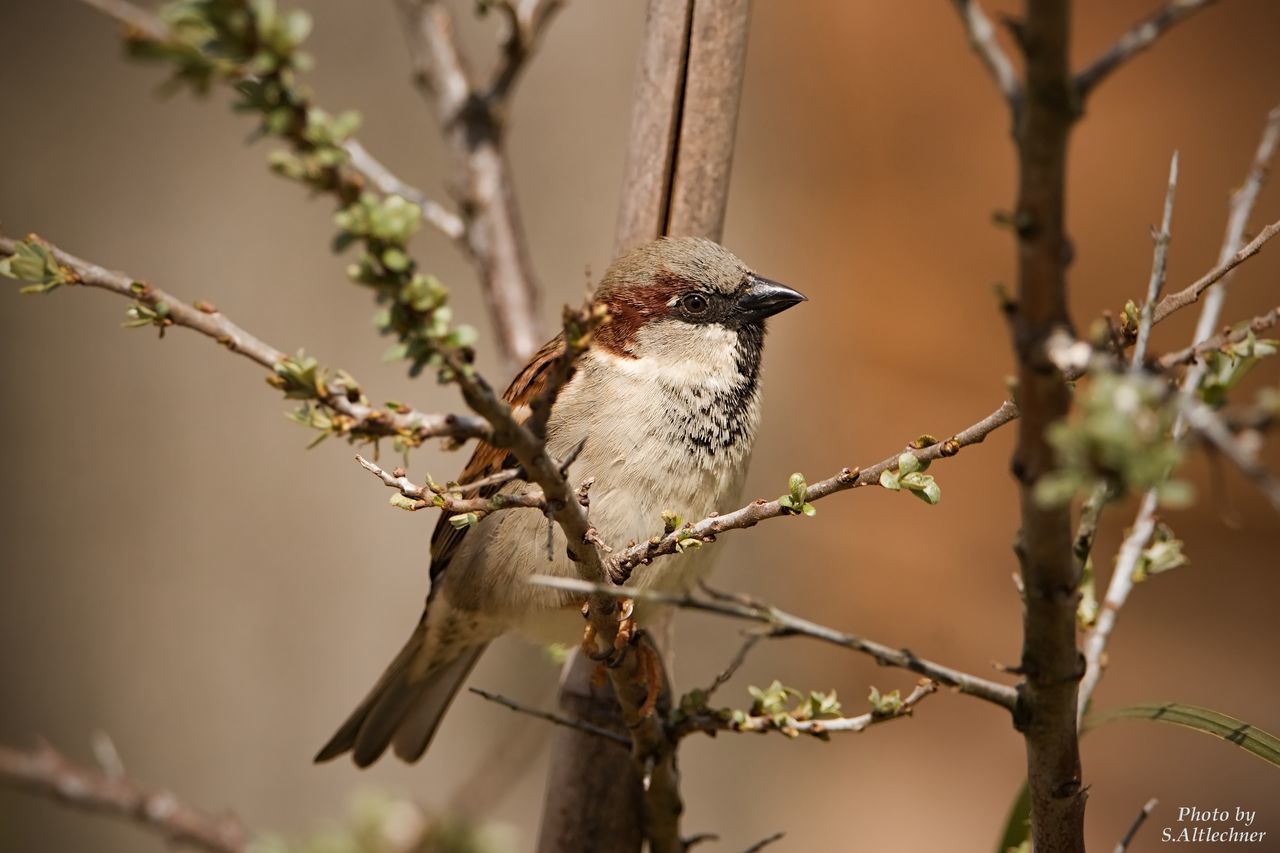 CLOSE-UP OF BIRD PERCHING ON TREE