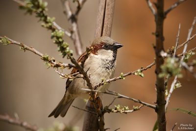 Close-up of bird perching on branch