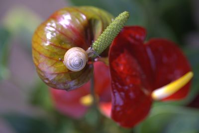 snail
