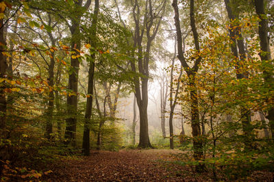 Trees in forest