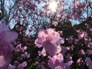 Close-up of pink cherry blossoms in spring