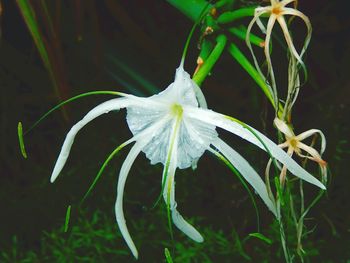 Close-up of white flowers