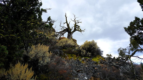 Low angle view of trees against sky