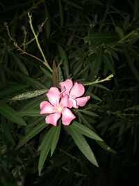 High angle view of pink flower blooming outdoors